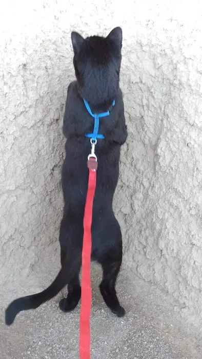 Palisades Veterinary Hospital Picture 4