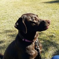 Palisades Veterinary Hospital ico