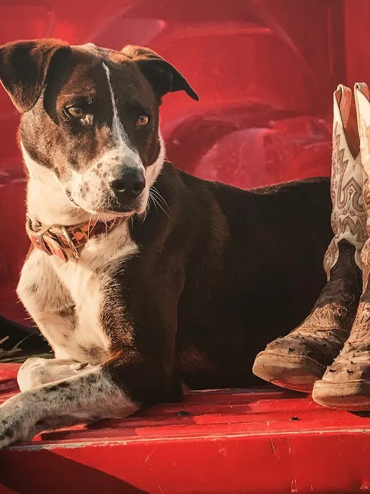 Fountain Hills Veterinary Hospital - NOW MERGED WITH BARK AVENUE ANIMAL HOSPITAL Picture 6
