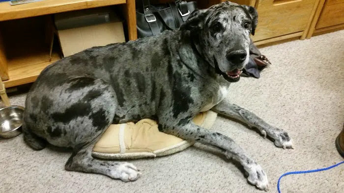 Fountain Hills Veterinary Hospital - NOW MERGED WITH BARK AVENUE ANIMAL HOSPITAL Picture 2