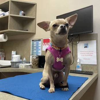 DC Ranch Animal Hospital Picture 7