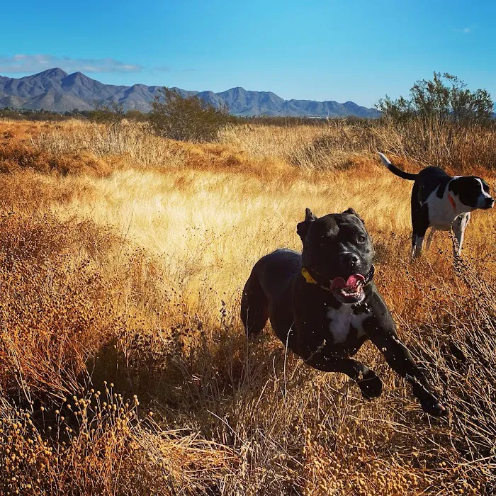 Animal Specialty Group of Scottsdale Picture 4