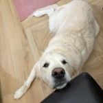 Arizona Canine Orthopedics & Sports Medicine