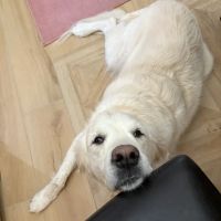 Arizona Canine Orthopedics & Sports Medicine ico