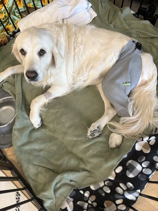 Arizona Canine Orthopedics & Sports Medicine Picture 10