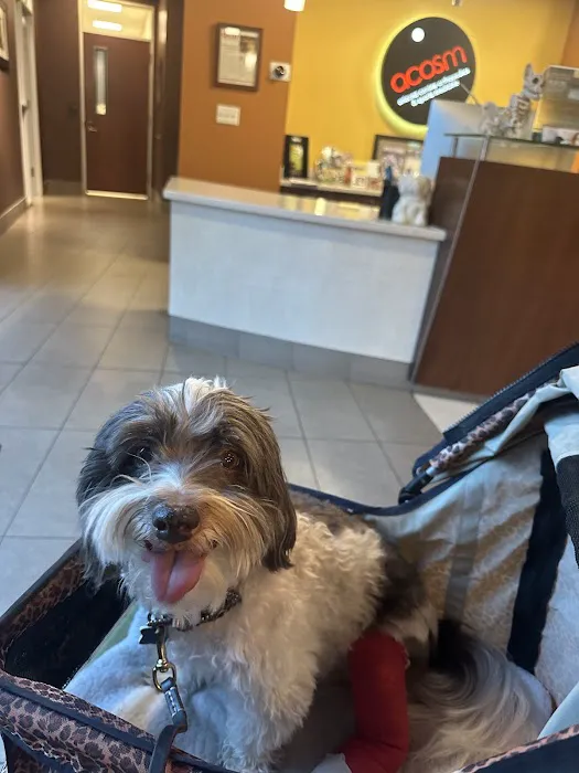 Arizona Canine Orthopedics & Sports Medicine Picture 3