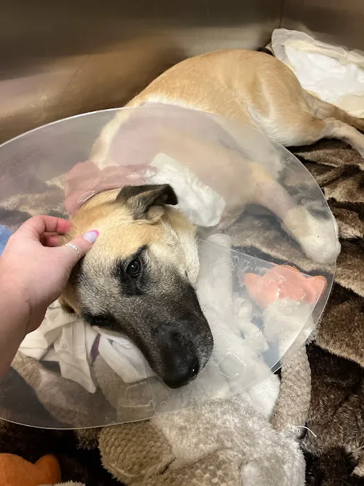 Arizona Canine Orthopedics & Sports Medicine Picture 7
