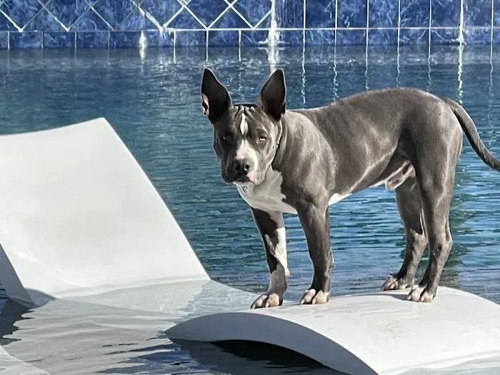 Pima North Animal Hospital Picture 8
