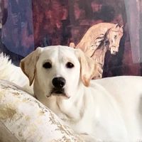 Pima North Animal Hospital ico