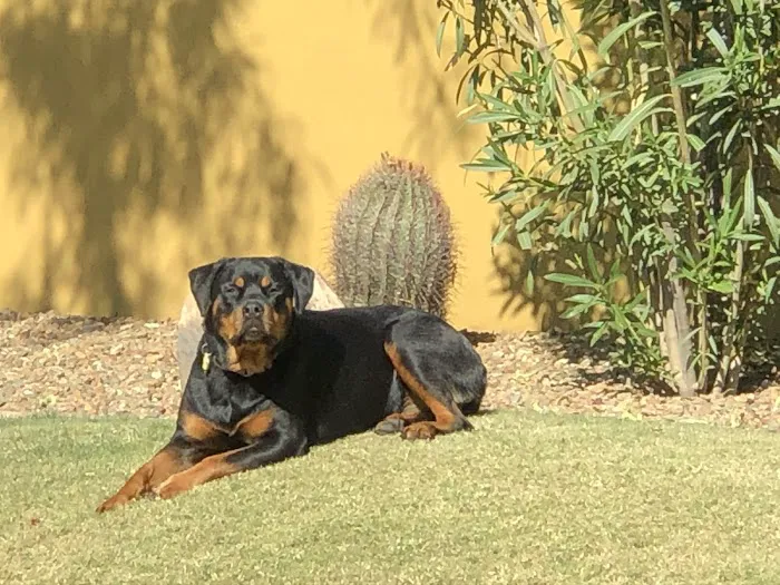 Pima North Animal Hospital Picture 7