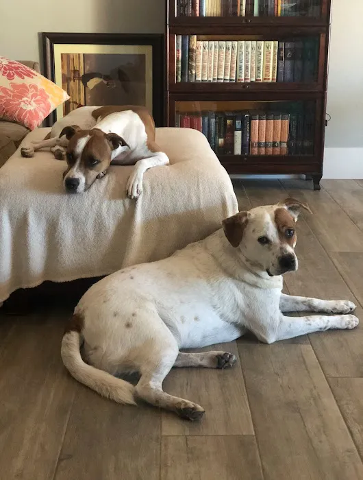 Desert Hills Animal Clinic Picture 6