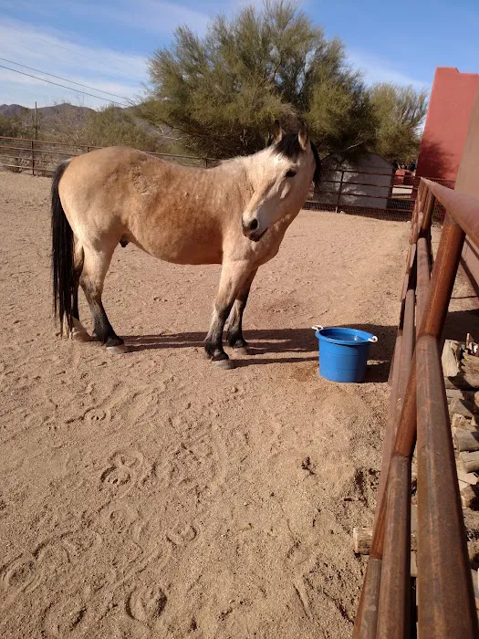 Copper Ridge Equine, LLC Picture 7
