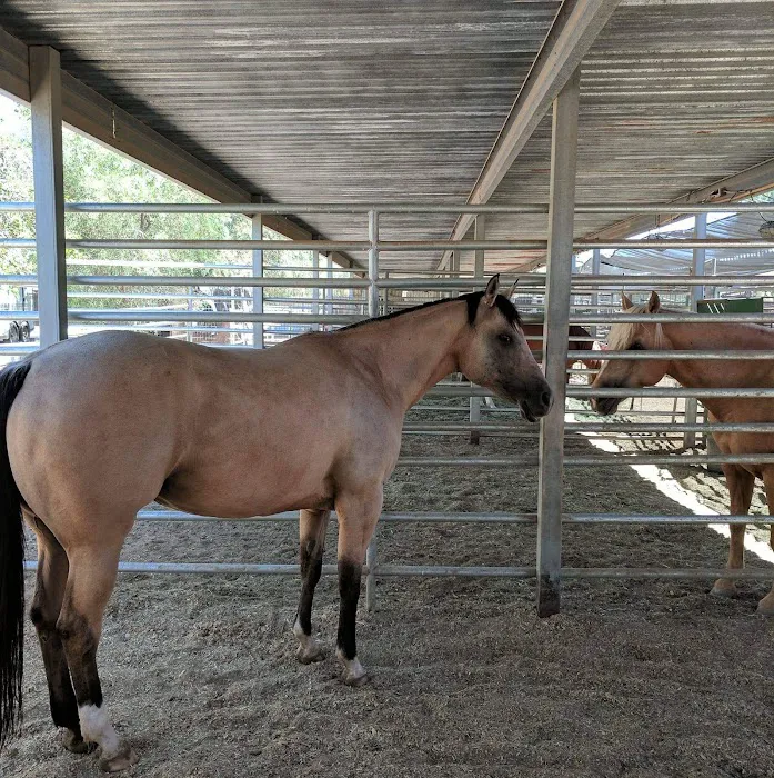 Cave Creek Equine Sports Medicine & Surgery Picture 1