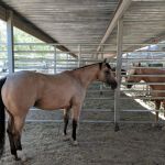 Cave Creek Equine Sports Medicine & Surgery
