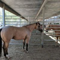 Cave Creek Equine Sports Medicine & Surgery ico