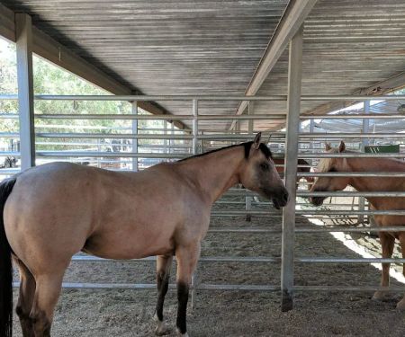 Cave Creek Equine Sports Medicine & Surgery