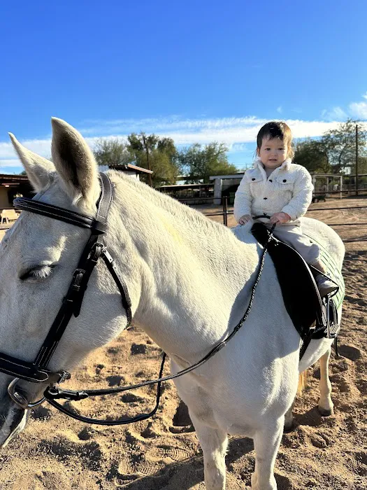 Cave Creek Equine Sports Medicine & Surgery Picture 7