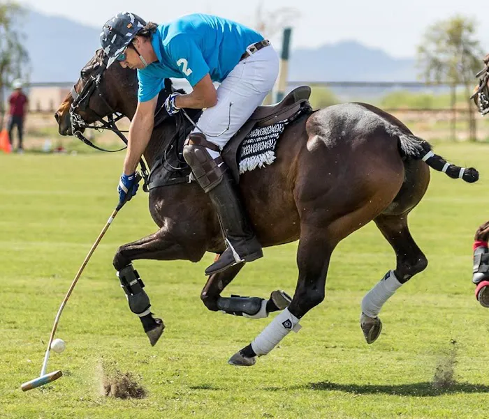 Cave Creek Equine Sports Medicine & Surgery Picture 4