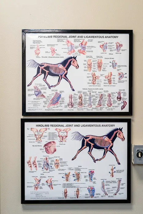 Cave Creek Equine Sports Medicine & Surgery Picture 8