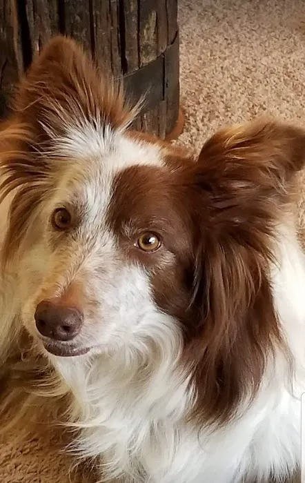 Daisy Mountain Veterinary Hospital Picture 8