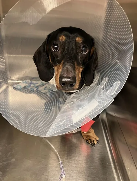 Daisy Mountain Veterinary Hospital Picture 9