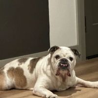 Daisy Mountain Veterinary Hospital ico