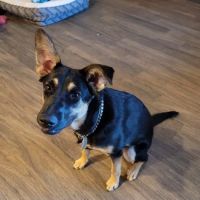 Lovet Pet Health Care - Anthem ico