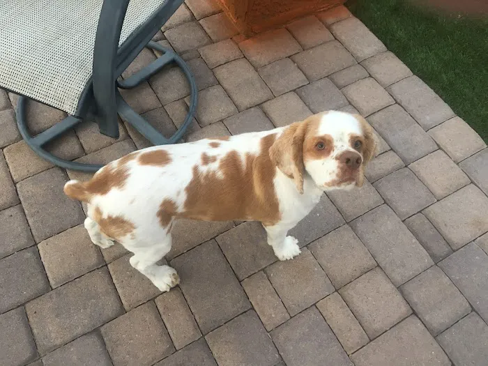 Lovet Pet Health Care - Anthem Picture 9