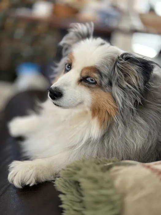 Lovet Pet Health Care - Anthem Picture 5