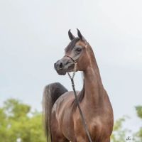 Pedegru - Animal History & Products ico