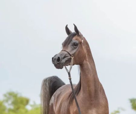 Pedegru - Animal History & Products