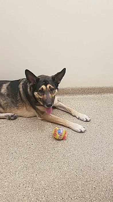 Arizona Animal Wellness Center Picture 6