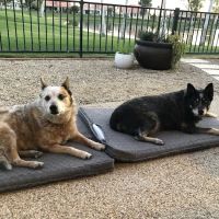Arizona Animal Wellness Center ico