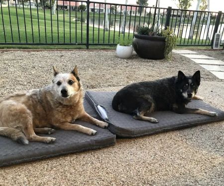 Arizona Animal Wellness Center