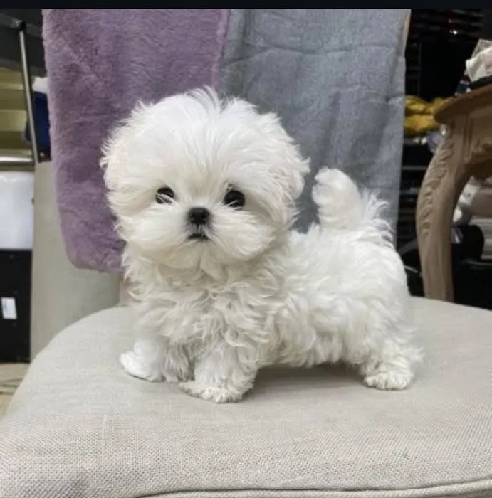 Teacup Puppies For sale / AKC Teacup Puppies Available/Staffordshire Bull Terrier Puppies For Sale Picture 10