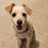 Superstition Animal Hospital ico
