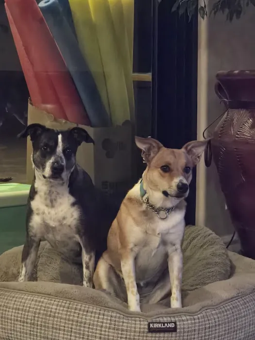 apache trail veterinary services Picture 1