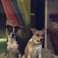 apache trail veterinary services ico