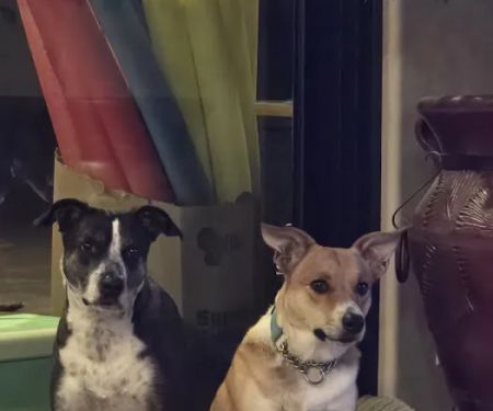 apache trail veterinary services