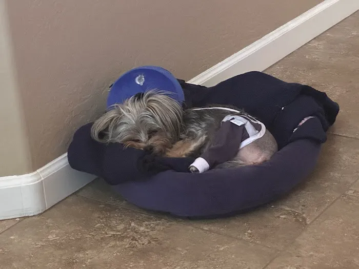 apache trail veterinary services Picture 5