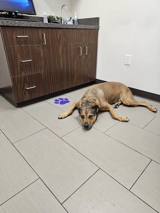 Power Road Animal Hospital Picture 8