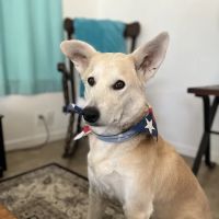 Power Road Animal Hospital ico
