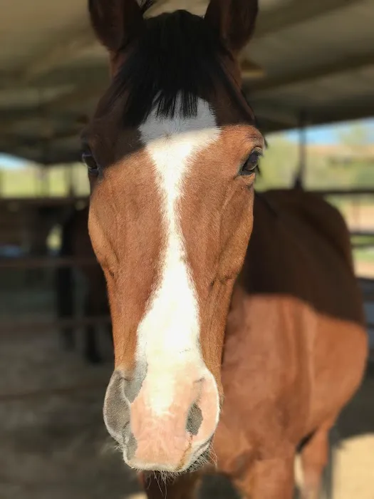 Southwest Equine Veterinary Clinic Picture 2