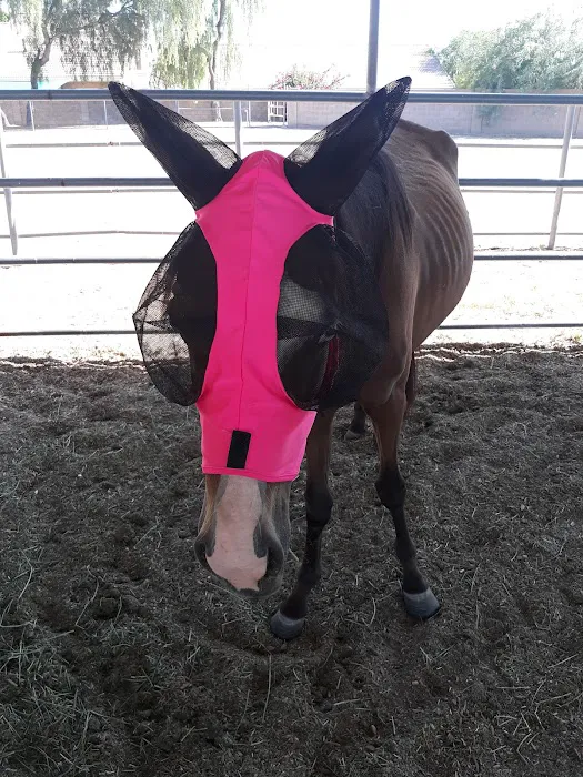 Southwest Equine Veterinary Clinic Picture 4