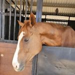 Southwest Equine Veterinary Clinic