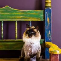 Dynamite Animal Hospital ico