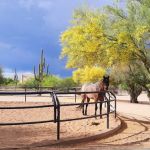 RS Equine Reproduction