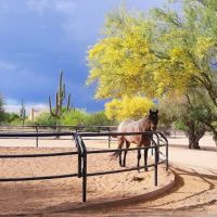 RS Equine Reproduction ico
