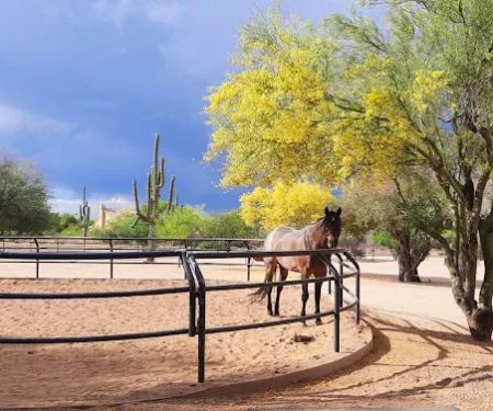 RS Equine Reproduction