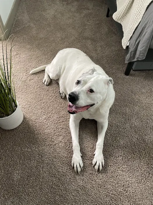 Arizona Animal Hospital Picture 9
